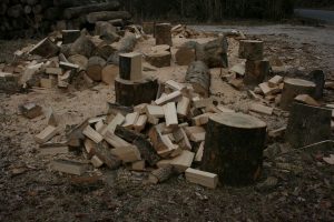 Fældning af træer i Roskilde - Få 3 gratis tilbud